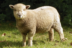 大尾寒羊一般生产几胎？