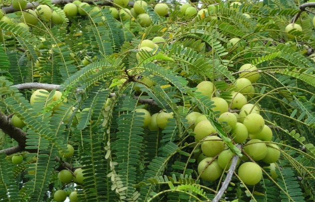 余甘子对种植土壤的基质有什么要求 ?