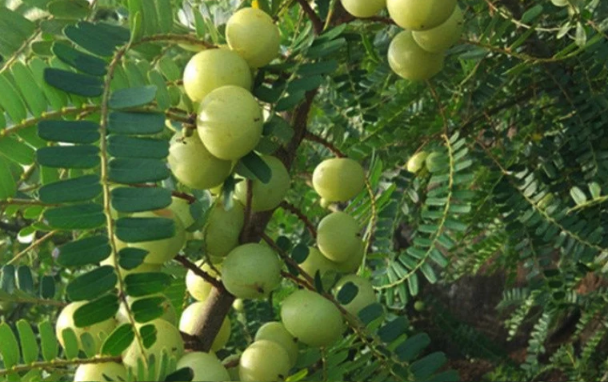 余甘子庭院种植注意什么,对光照有什么要求 ?