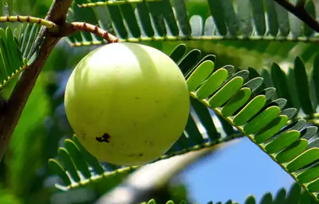 余甘子庭院种植注意什么,对光照有什么要求 ?