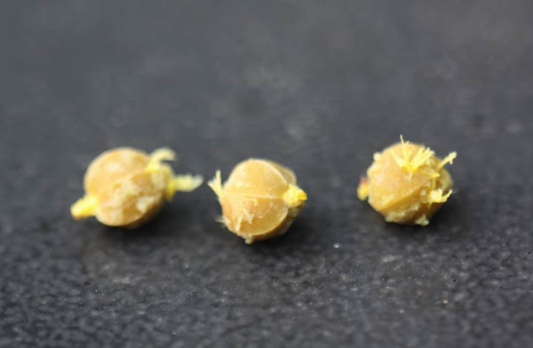 余甘子种子的收集方法和注意事项 ?