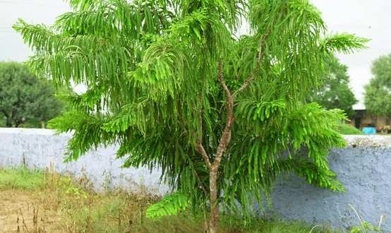 余甘子能长到多高,叶片有什么特点 ?