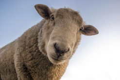 <b>哈萨克羊配种的季节一般在什么时候？</b>