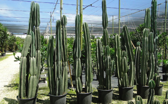 秘鲁蜡柱仙人掌可以耐多久的干旱 ?