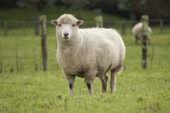 <b>罗马尼奇尔羊羔羊对饲料有什么要求？</b>