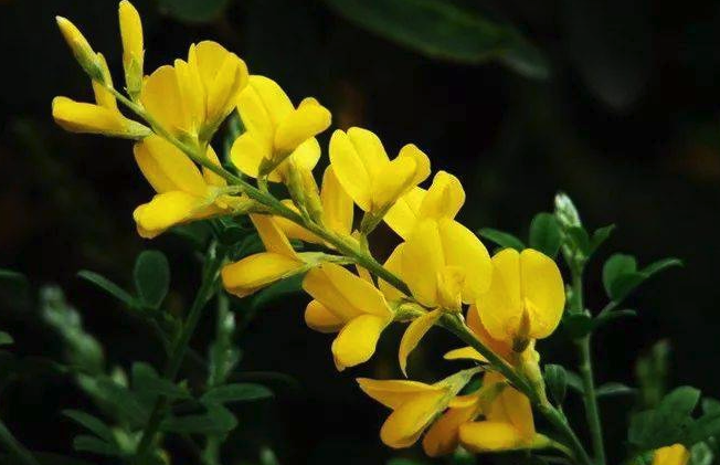 金雀花感染根腐病的原因 ?