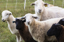 <b>雷兰羊的寿命是多久，最佳屠宰年龄是多少？</b>