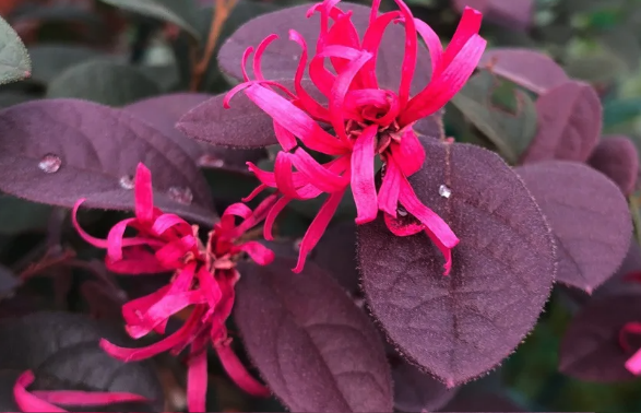 红继木是什么植物,分布在哪些地区 ?