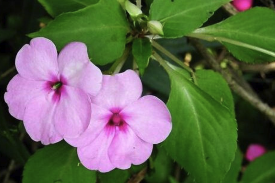 指甲花生育适温是什么范围?