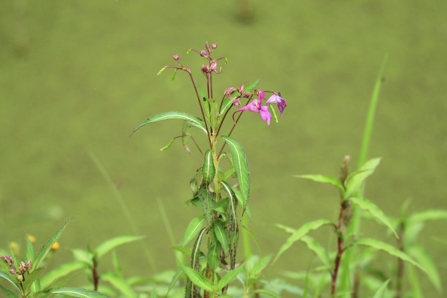 指甲花生育适温是什么范围?