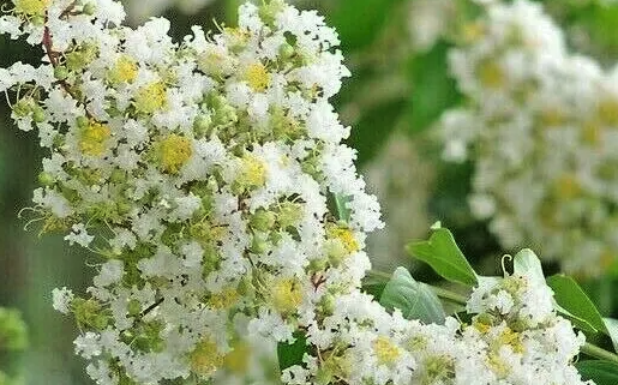 南紫薇需要充足日照吗 ?