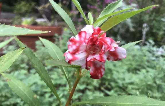 指甲花出现白粉病的原因 ?