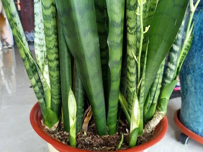 虎皮兰养殖常见误区:避免这些错误,让你的绿植茁壮成长