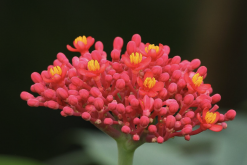 <strong>珊瑚花是什么植物，叶片有什么特点？</strong>