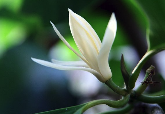 南洋含笑花能长多高,花期在什么时候 ?