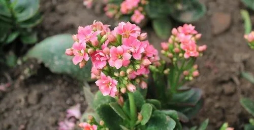 长寿花繁殖全攻略:轻松实现家庭花卉自给自足