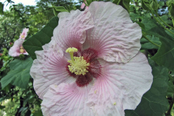 <strong>山芙蓉是什么植物，有什么形态特点?</strong>