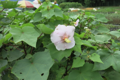 <strong>山芙蓉的生态习性介绍?</strong>