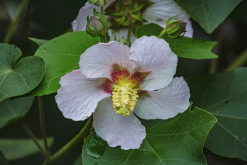 <strong>山芙蓉的繁殖方式介绍?</strong>