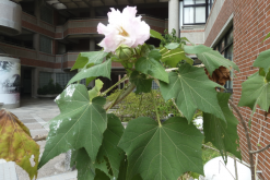 <strong>山芙蓉对生长环境有什么要求?</strong>