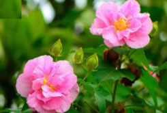 <strong>三醉芙蓉种子培育和催芽方法 ？</strong>