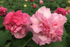 <strong>三醉芙蓉的繁殖方式 ？</strong>