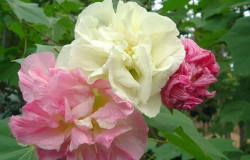 <strong>三醉芙蓉浇水次数和频率怎么控制 ？</strong>