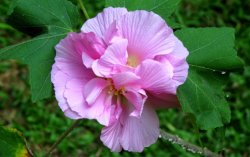 <strong>三醉芙蓉用沙质土壤栽培有什么好处 ？</strong>