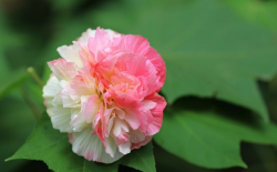 <strong>三醉芙蓉对生长环境有什么要求 ?</strong>