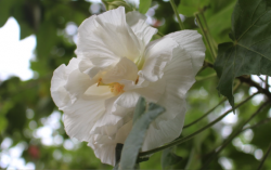 <strong>三醉芙蓉对土壤和温度有什么要求 ?</strong>
