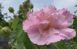 <strong>三醉芙蓉分布在哪些地区，有什么生态习性 ?</strong>