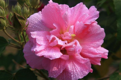 <strong>三醉芙蓉变色和光照有什么关系 ?</strong>