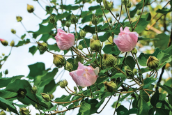 <strong>山芙蓉怎么防治蚜虫?</strong>