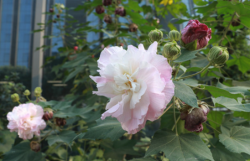 <strong>三醉芙蓉为什么会变色 ?</strong>