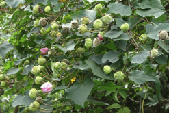<strong>山芙蓉出现白粉病怎么治疗?</strong>