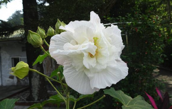 <strong>三醉芙蓉的形态特点和美感 ?</strong>