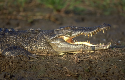 <strong>湾鳄在海洋中如何捕食 ？</strong>