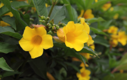 <strong>黄蝉的种植历史 ？</strong>