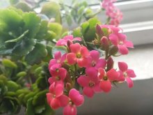 <b>长寿花与风水：植物与居家环境的和谐共生 </b>