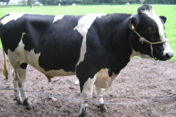 疯牛病导致牛大脑海绵状的原因？