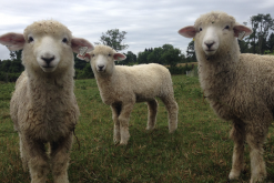 罗姆尼羊羊毛的品质怎么样？