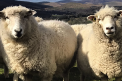 罗姆尼羊是什么品种的羊，有什么特点？