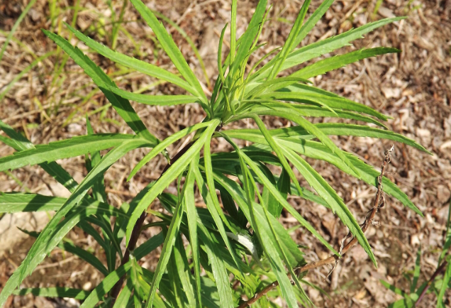 蒌蒿可以用来止血消炎吗?