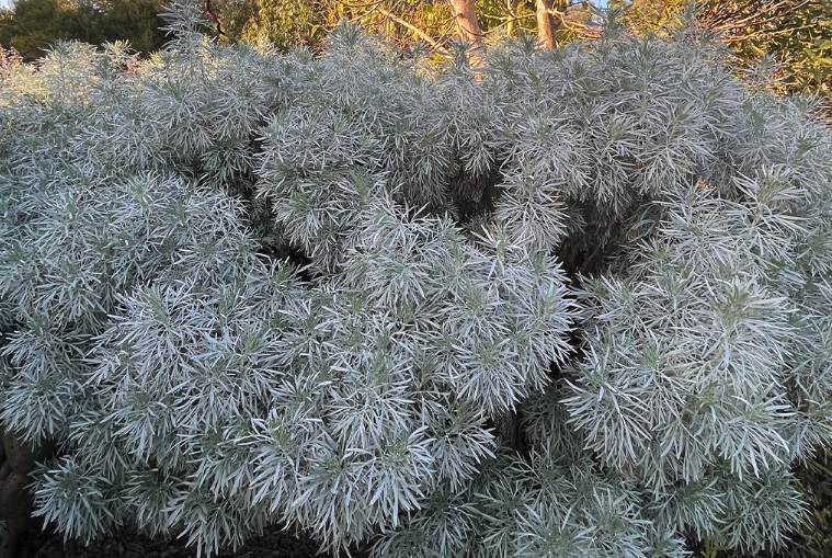 蒌蒿和芦蒿是一样的吗？