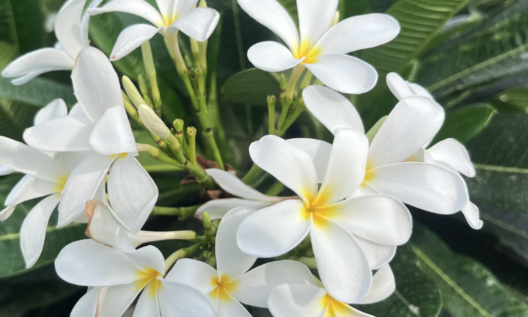 缅栀(Plumeria)的修剪时机和技巧?