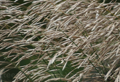 <strong>无芒雀麦的抗逆性如何？</strong>