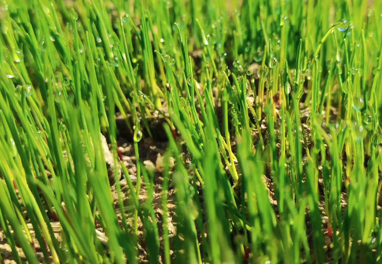 高羊茅每公顷产鲜草量怎么样？