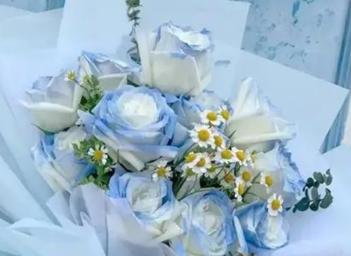 碎冰蓝花语是什么,送碎冰蓝是什么意思