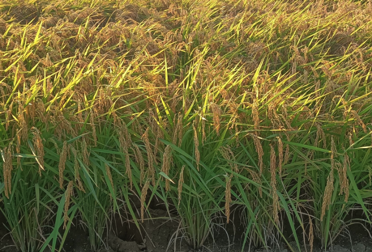 老芒麦作牧草有什么优点？