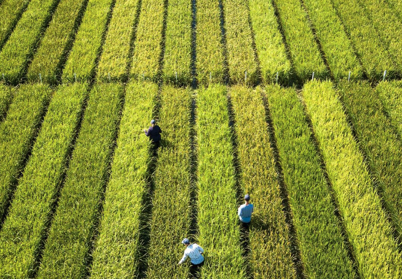 老芒麦分布地区广泛吗，适应能力怎么样？